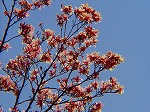 20070323 15.jpg